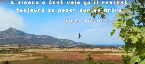 L'oiseau revient se poser