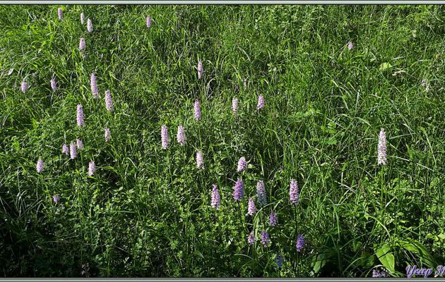 Regroupement d'un belle station d'Orchis tachetés (Dactylorhiza maculata) et de restes de beaux salopards de fumeurs - Pas du Bouchet - St-Pé-d'Ardet - 31