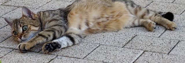 Dimanche c'est chat