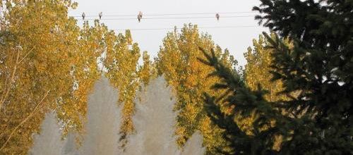 ... encore l'automne...