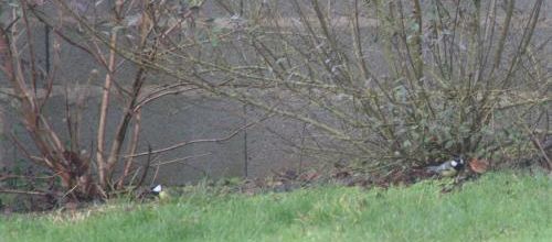 Les Habitants du jardin