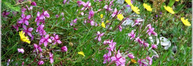 ENCORE  DES  FLEURS  DE  MONTAGNE