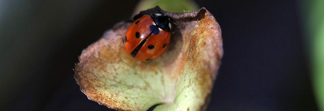 Quand les coccinelles préparent Pâques...