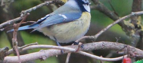 la mésange bleue