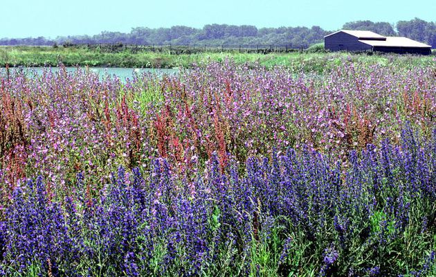Vipérines et mauves - Les Portes-en-Ré - Ile de Ré - 17
