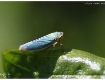 Cicadelle verte ♂ (Cicadella viridis)