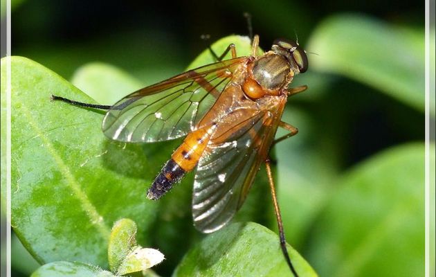 Mouche ou Syrphe ? - Lartigau - Milhas - 31