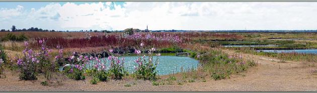 Paysage aux Roses trémières, Passeroses (Alcea rosea) - Loix - Ile de Ré - 17