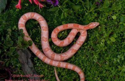 Snow coral neon