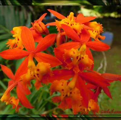 Une orchidée locale Epidendrum radicans