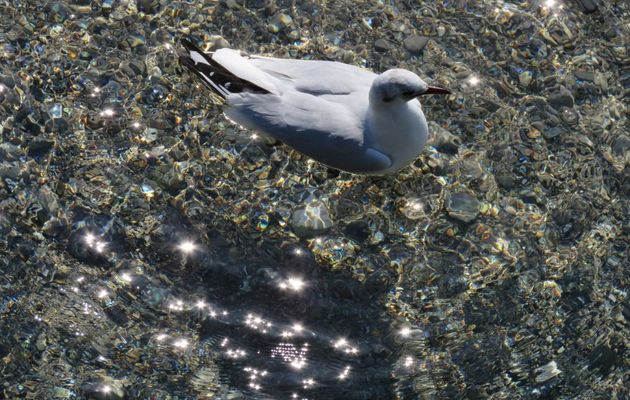 Reflets et ...