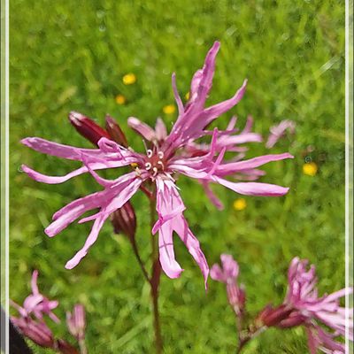 Lychnis fleur de coucou ou Œillet des prés (Silene flos-cuculi) - Lartigau - Milhas - 31