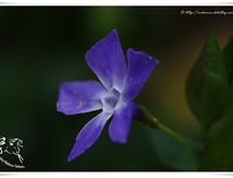 Grande Pervenche (Vinca major)
