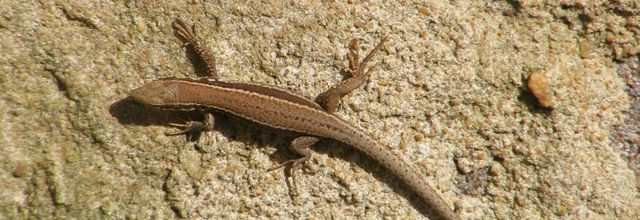 PETIT LEZARD