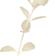 Ѽ Vegetation