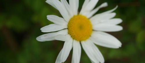 Un instant au jardin : marguerite