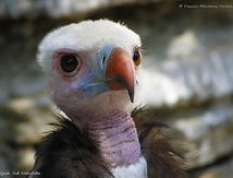 Vautour à tête blanche 