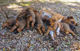 Des chiens de ma chienne.