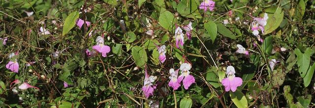 Feu d'artifice d'automne : Balsamines et Asters
