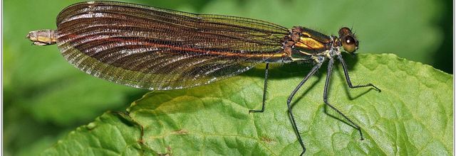 Caloptéryx Vierge (7) - Calopteryx virgo / Femelle