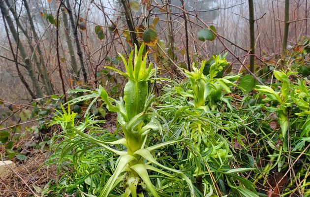 Le 11 janvier 2025 : la première fleur de l'année