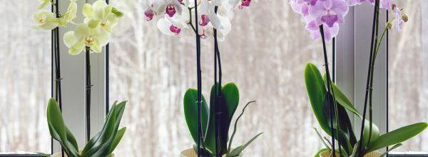 L'orchidée