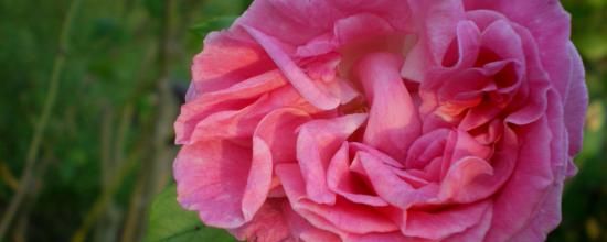 'Monsieur Rosier'