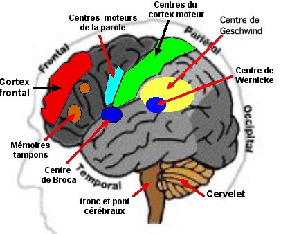 Nos mémoires "procédurales"