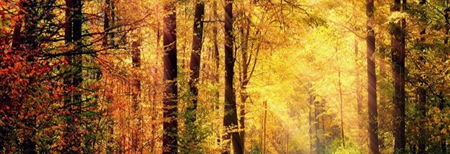 Aujourd'hui c'est l'automne !