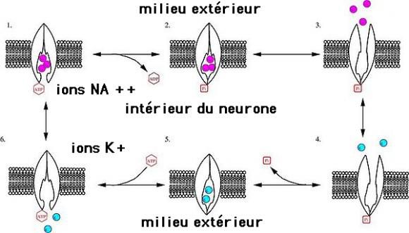 Qu'est ce que l'influx nerveux
