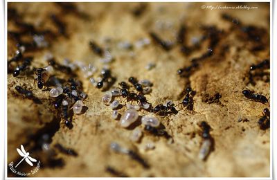 Fourmis de la sous famille des Myrmicinae