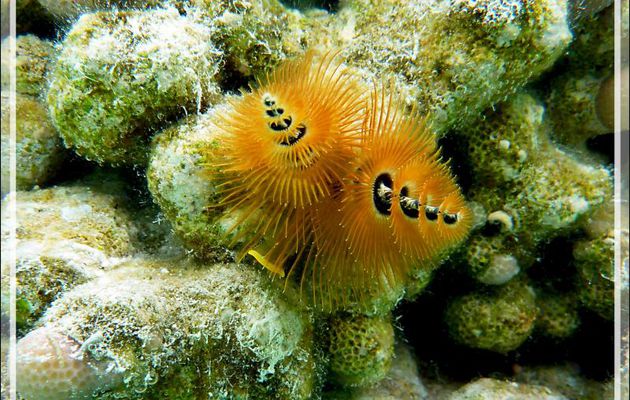 Spirobranche "arbre de Noël", Christmas tree worm (Spirobranchus giganteus) - Lagon bleu - Atoll de Fakarava - Tuamotu - Polynésie française