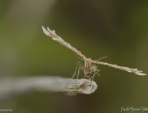 Ptérophore commun (Emmelina monodactyla) - Pterophoridae