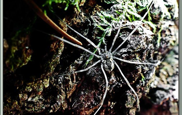 Opilion (araignée de type faucheux) morio (Mitopus morio) - Oô - 31
