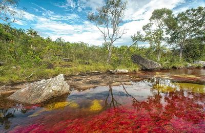 Le Cano Cristales en Colombie, une des plus belles rivières du monde...
