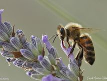 Abeille mellifère ♀