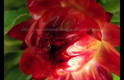 Immortelle