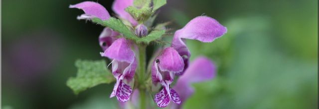 Lamiers du jardin