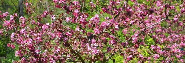 Parc floral de Paris : pommiers à fleurs : Malus Niedzwetzkyana 