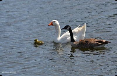 Rambouillet : Une famille (presque) comme les autres ! 