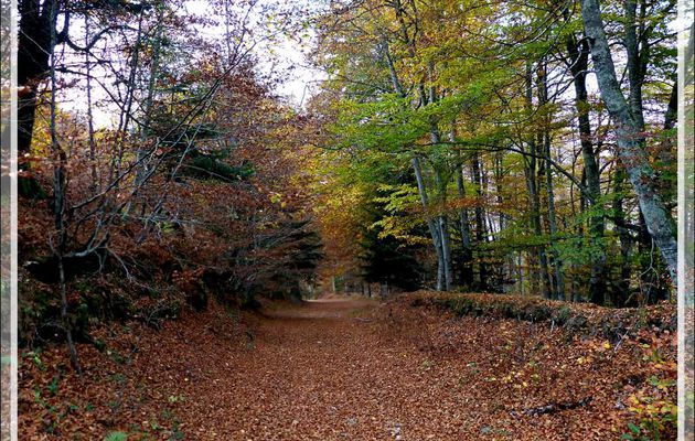 Le Picon : couleurs d'automne sur la piste forestière - Milhas - 31