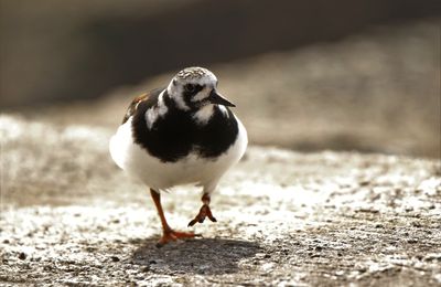 Tournepierres à Collier 