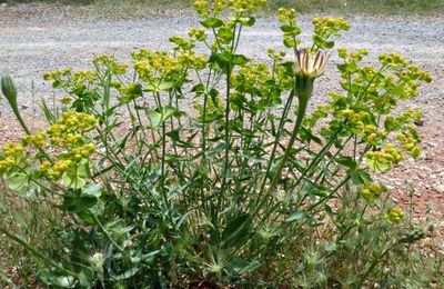Euphorbia serrata   -   euphorbe dentée