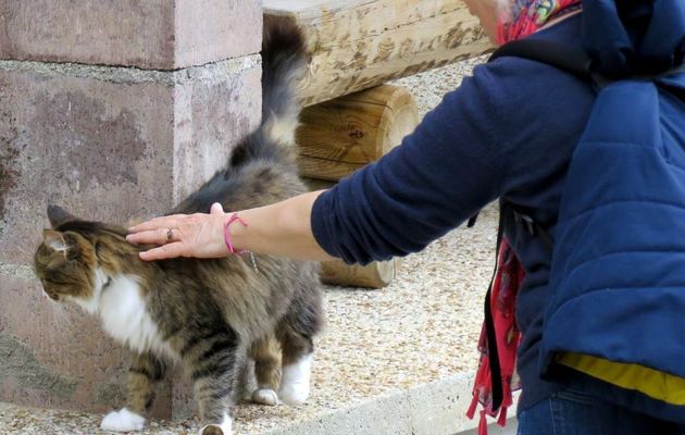 un gentil minou ou minette 
