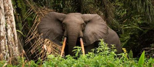 Les éléphants peuvent nous aider à limiter le réchauffement climatique