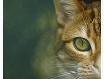 Regard de chat Européen