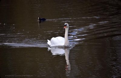 "Le Cygne" de Sylly Prudhomme