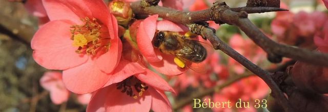 une abeille sur la fleur ...