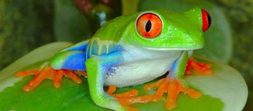 UNE GRENOUILLE