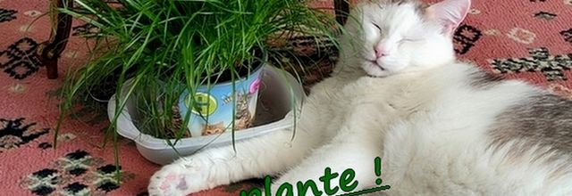 La plante 